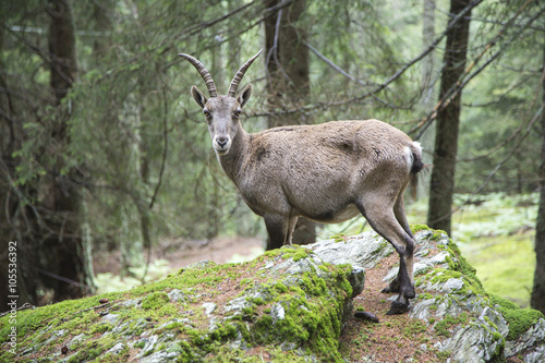 Female alpine ibex looking at camera