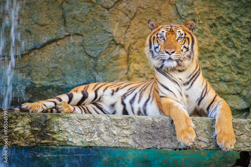 The royal tiger.