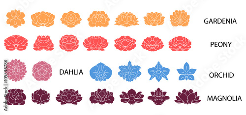 Dahlia, magnolia, orchid, gardenia, peony flower colorful collec