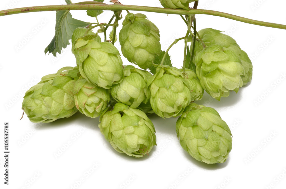 Fototapeta premium Hopfen