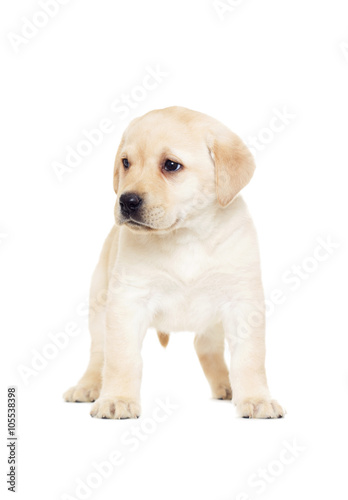labrador puppy, looking