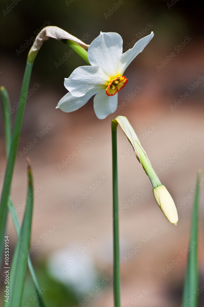 Fototapeta premium Narcyz (Narcissus)