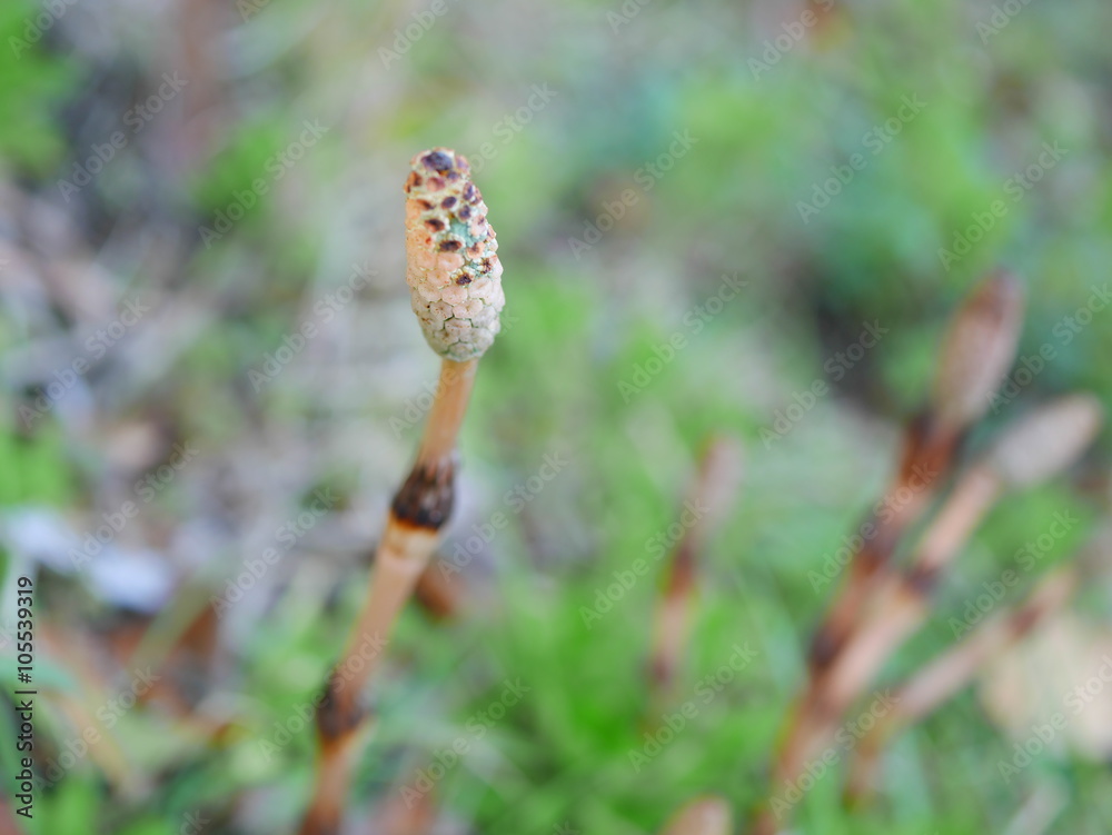 Horsetail Horsetail