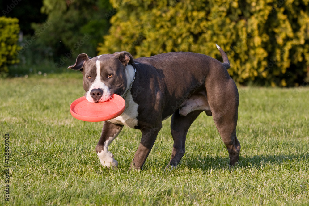 Nice American staffordshire terrie with  freesbee