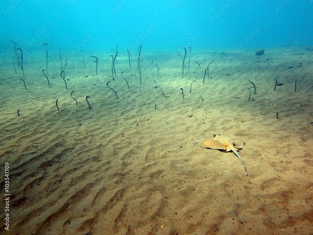 Fototapeta premium Unterwasser