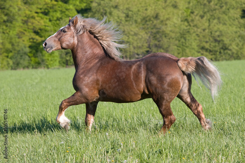 Big beautiful horse running