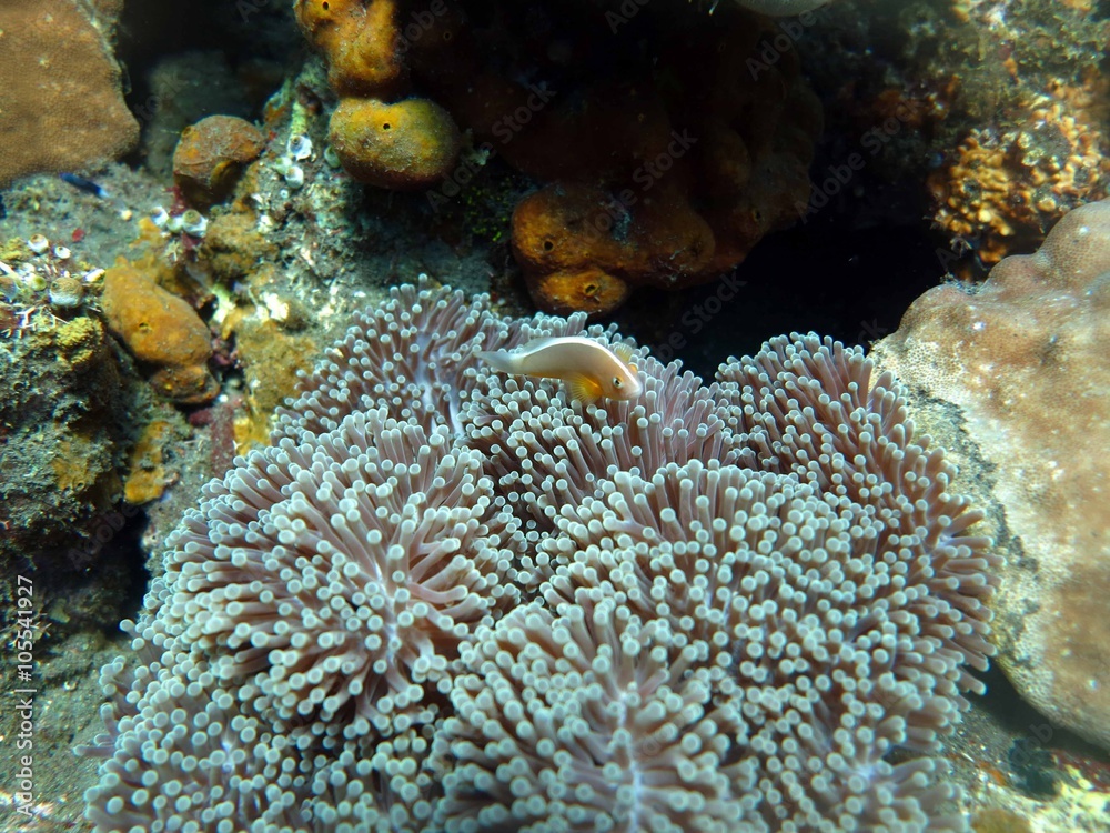 Fototapeta premium Unterwasser