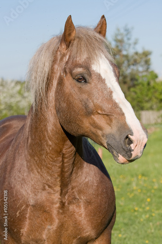 Portrait of nice big horse © lenkadan