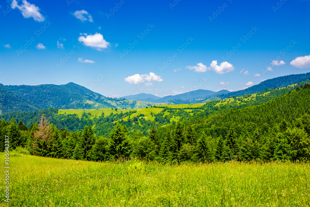 meadow with fir trees on the hillside
