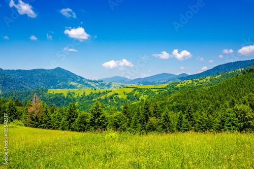 meadow with fir trees on the hillside