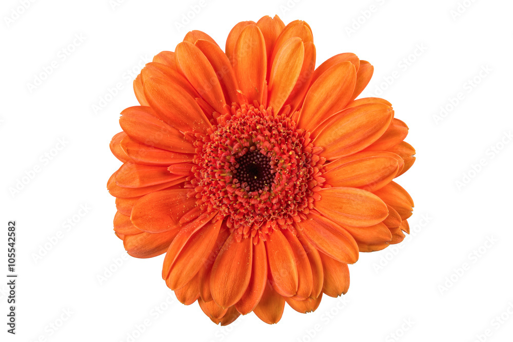 Orange flower on a white background