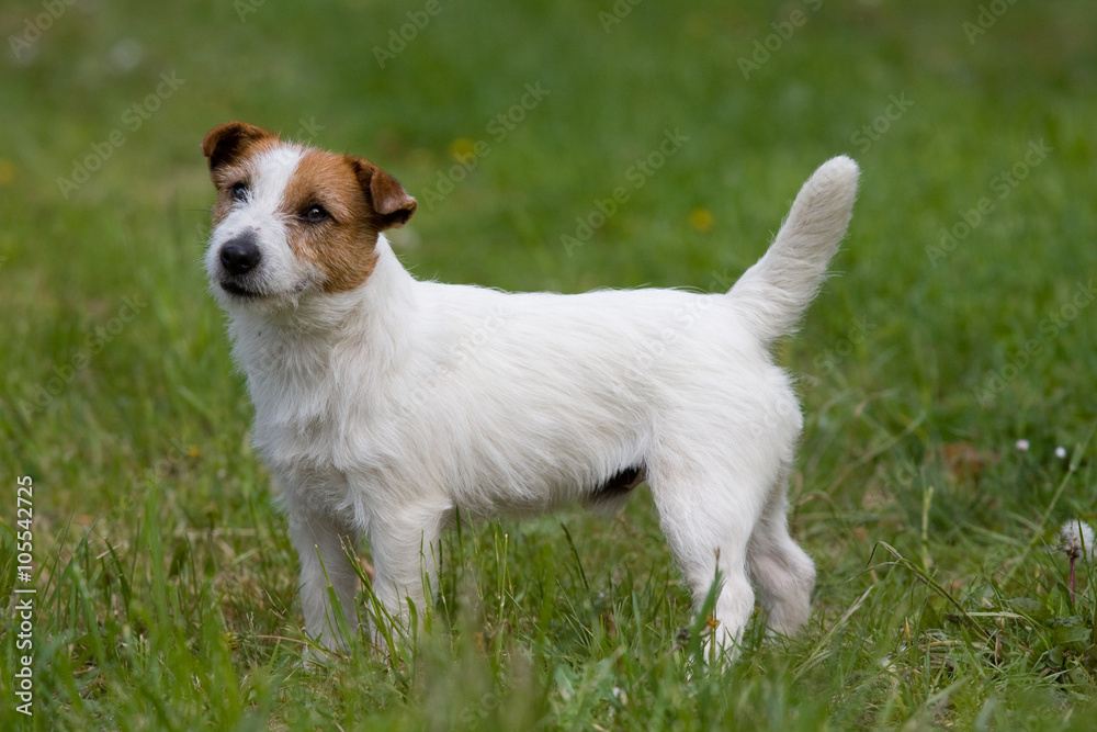 Nice posing Jack Russel Terrier Nice posing Jack Russel Terrier