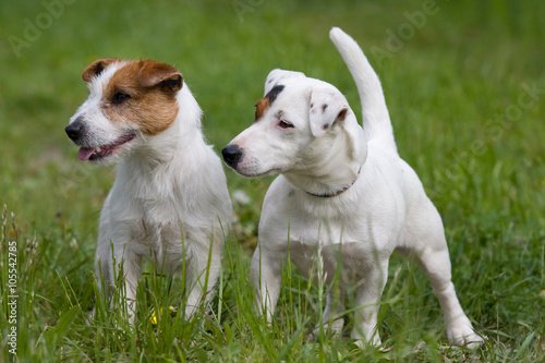 Two nice posing Jack Russel Terrier