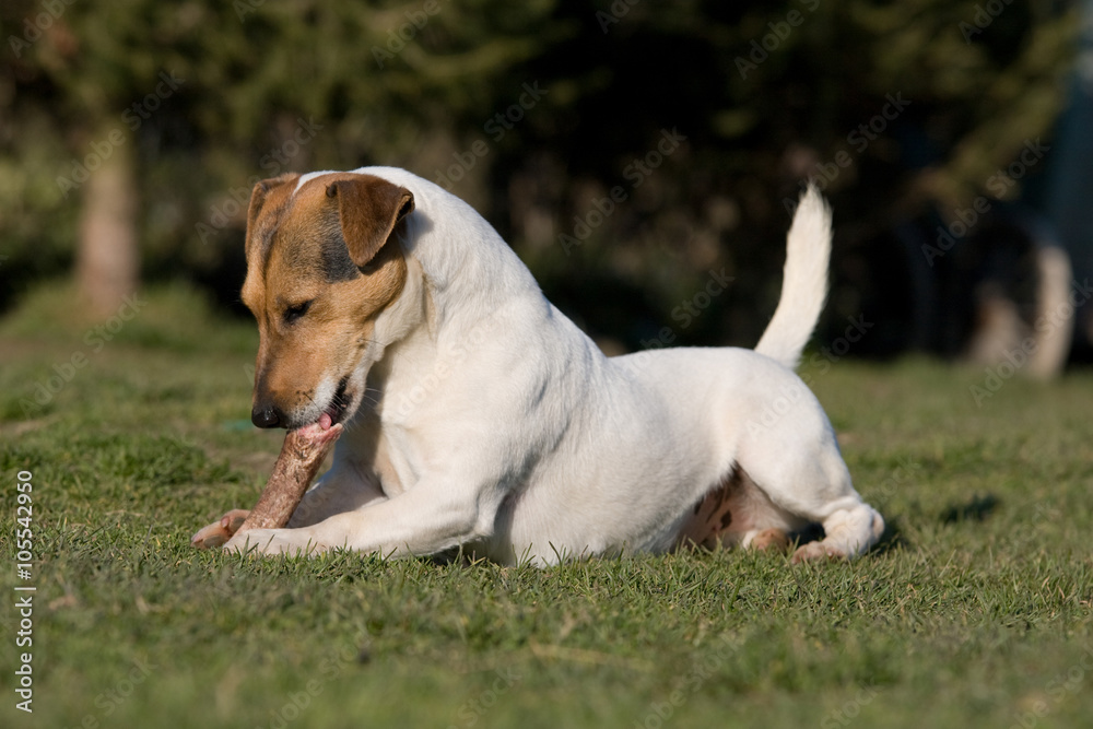 Laying Jack Russel Terrier with bone