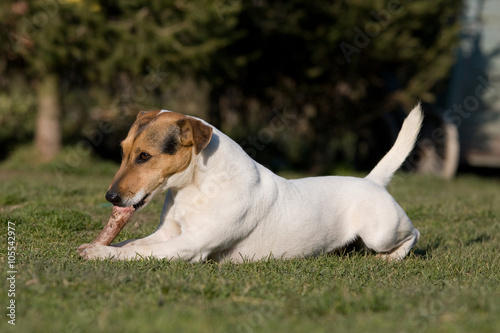 Laying Jack Russel Terrier with bone