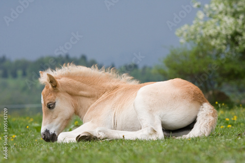 Laying nice haflinger pony foal