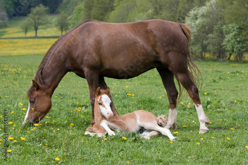 Welsh pony mare with nice foal