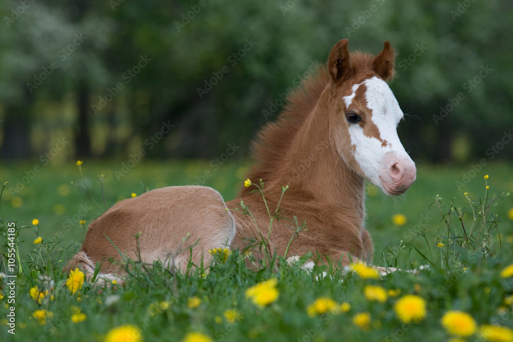 Naklejka premium Laying nice welsh pony foal