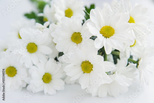 horizontal background with white chrysanthemums isolated