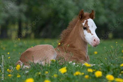 Laying nice welsh pony foal