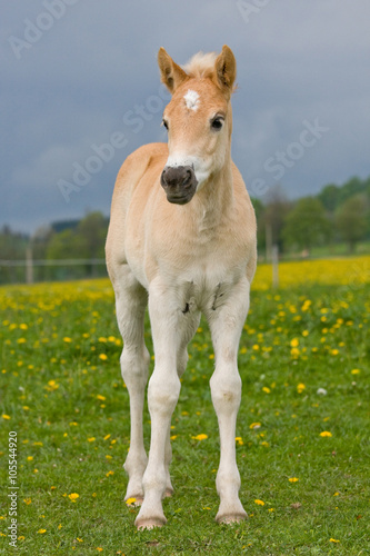 Portrait of nice haflinger pony foal