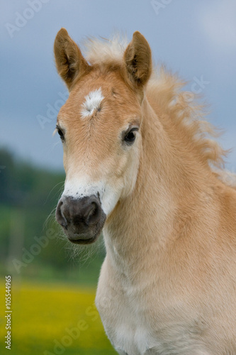 Portrait of nice haflinger pony foal © lenkadan