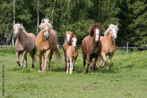 Herd of horses running