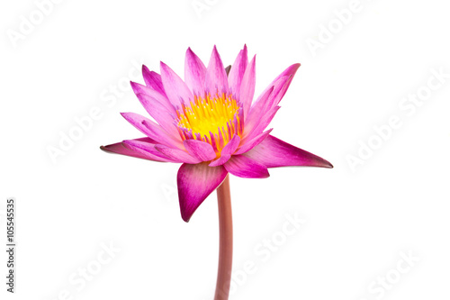 Lotus flower isolated on white background.