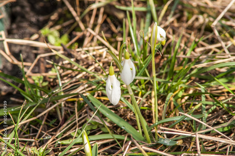 primrose, snowdrop white primrose, snowdrop white
