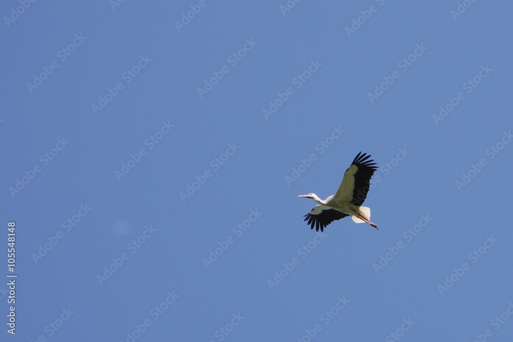 Obraz premium Cigogne en vol