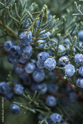 Juniper berries on the branch photo