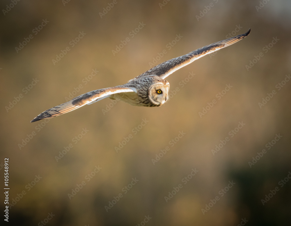 Fototapeta premium Wild Short eared owl in flight with straight wings (Asio flammeu