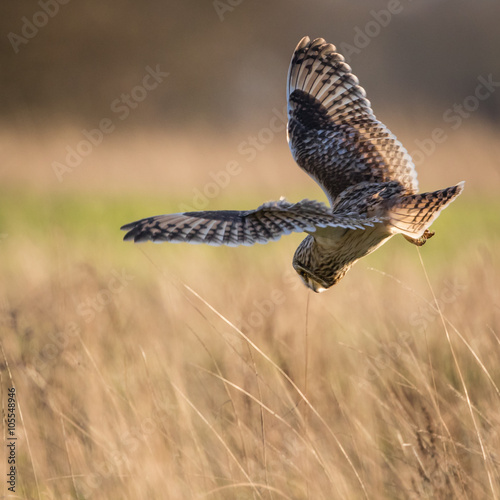 Wild Short eared owl stops in flight and starts to dive on prey
