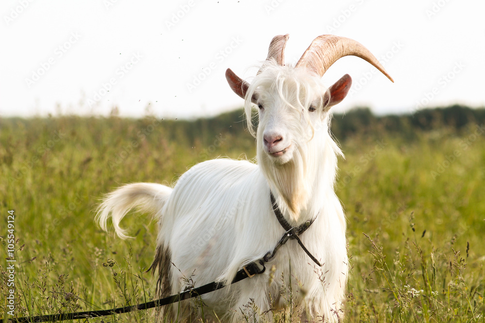 Fototapeta premium goat in the village