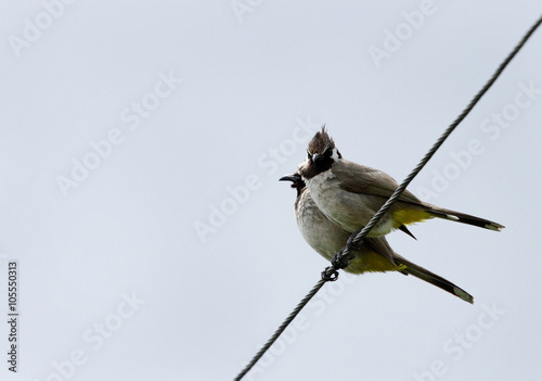 A pair of  Himalayan bulbul  photo