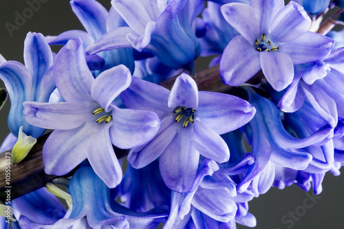 Bilde på lerret hyacinth purple flowers close up on dark background