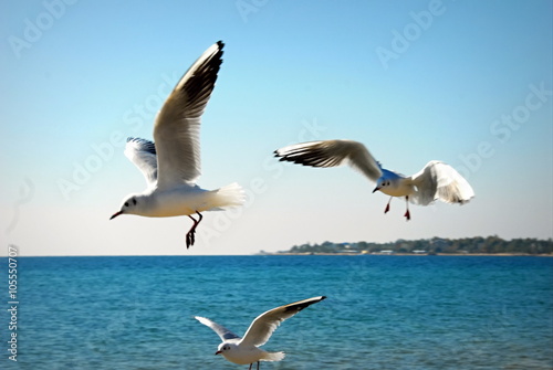Gulls in the Black Sea