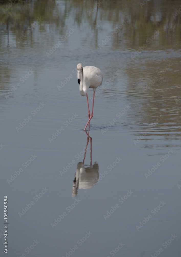  Flamingo - obrazy, fototapety, plakaty 