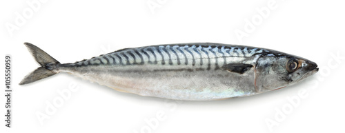 Fresh atlantic mackerel photo