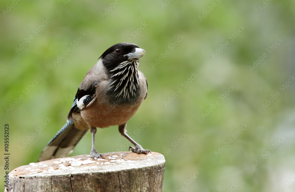 Obraz premium black headed Jay on wooden log