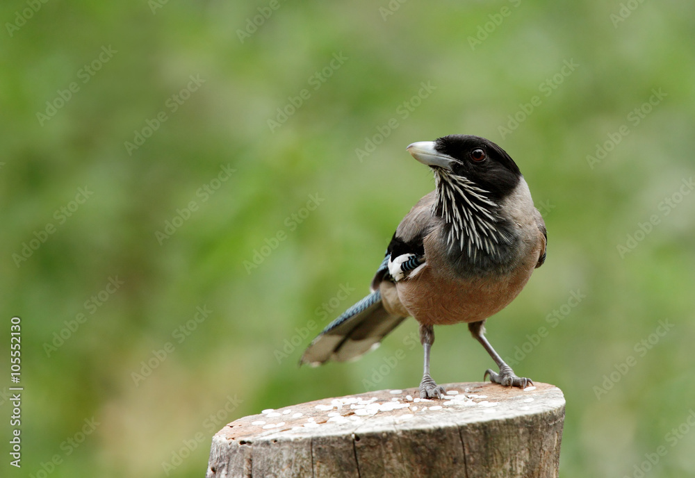 Naklejka premium Black headed Jay on wood FILE: 