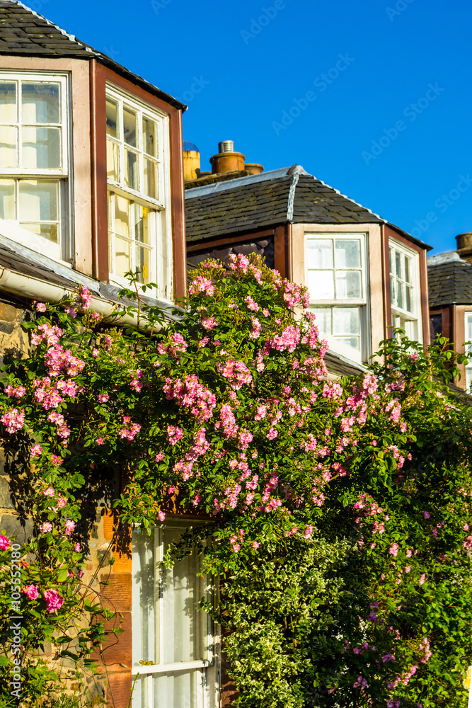 A house with pink climbing roses