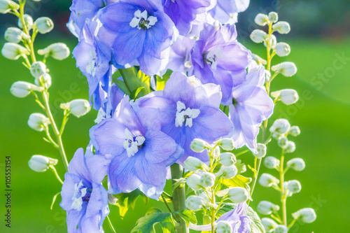 Fotobehang Delphinium 'After Midnight', close up of abundant blue flowers on a single stem