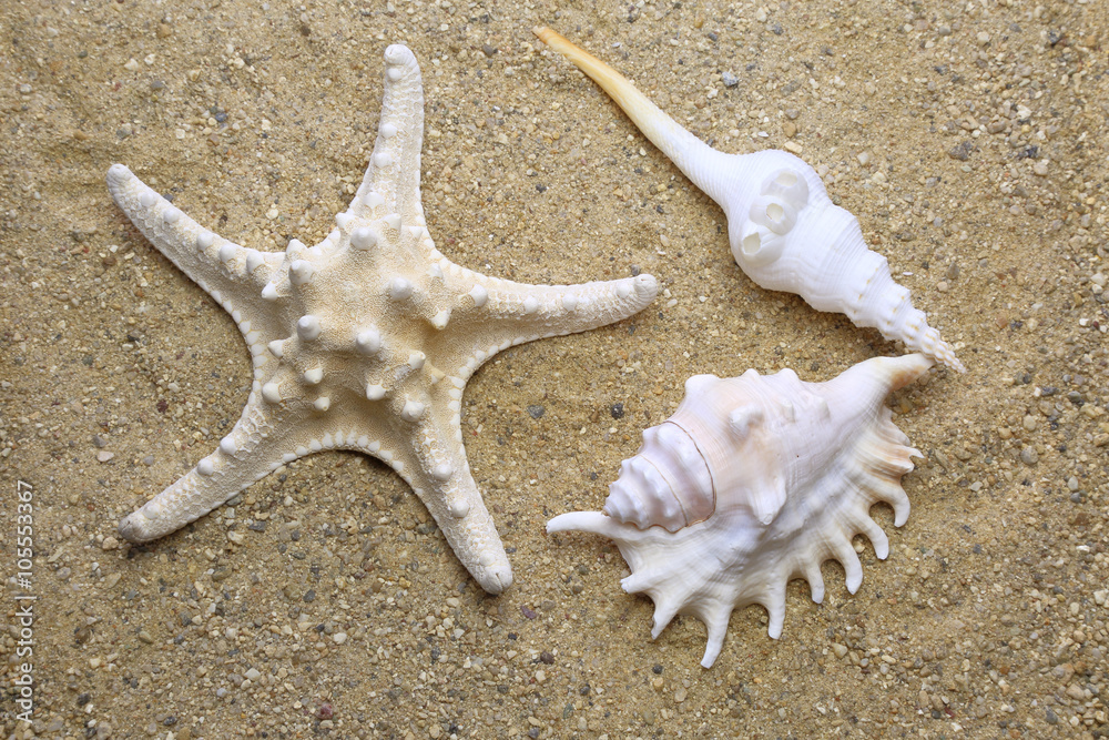 ヒトデと貝殻