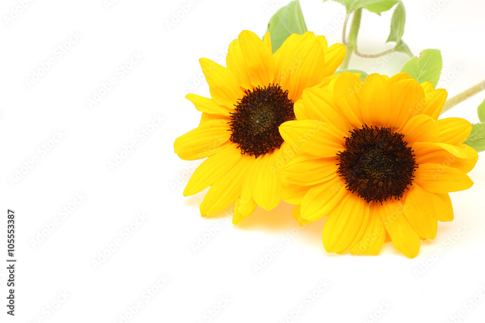 Obraz premium ヒマワリ