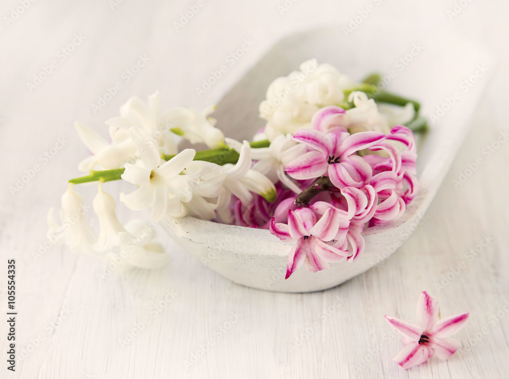 White and pink hyacinth flowers .Spa setting,sepia effect White and pink hyacinth flowers .Spa setting,sepia effect
