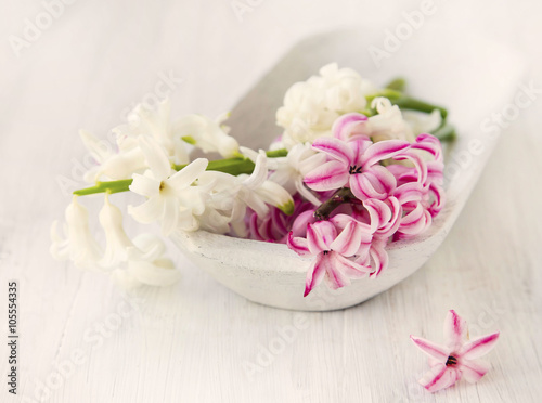 White and pink hyacinth flowers .Spa setting sepia effect