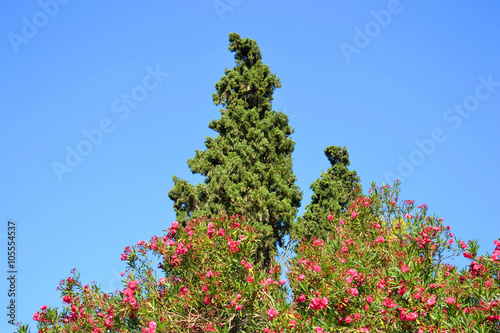 Pine tree and bush with red flowers.