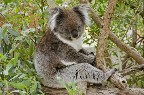 Fototapeta Naklejka Na Ścianę i Meble -  Australain koala