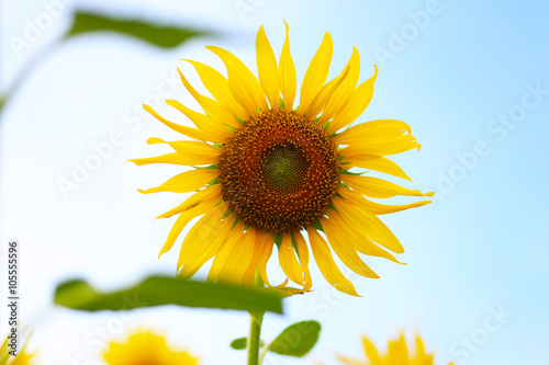 Sunflower field